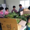 빛고을 고구마순채 영농조합 | 남구 마을기업,빛고을 고구마순채 영농조합법인...‘전국 우수 마을기업’ 됐다
