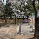 와플대학경산하양캠퍼스 | 경산 벚꽃 명소 "대가대 벚꽃길" / 대구가톨릭대학교 벚꽃 / 경산 하양 벚꽃 명소 (260405 경산 벚꽃 개화)