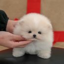 광주강아지분양 고양이분양 미유펫 본점 이미지