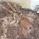 해라클래스 이미지