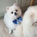 그루밍125 이미지