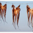 노란 오징어 이미지