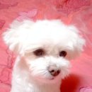 강아지 미용 이미지