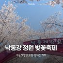 마동유원지 음악분수대 | 올해는 더 빨리 가야 해요! 낙동강 정원 벚꽃축제 2026 낙동제방벚꽃길 삼락생태공원 실시간 개화