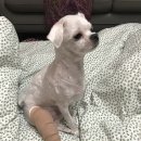 현대동물병원 | [춘천현대동물병원]슬개골탈구 진료 후기 그리고 응급진료시간과 민생회복지원금 가능한 곳인지 알려...