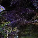 반딧불 - 연수구 센트럴로 415 | 반딧불