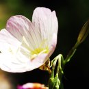 예나지나 이미지