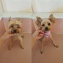 아토 강아지 미용실 이미지