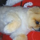 강아지분양 멍블랑 인천청라본점 이미지