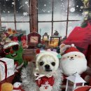 몽구네 애견유치원 이미지