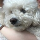 폴짝그루밍 이미지