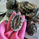 완도전복 이미지