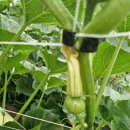 다감농장 이미지