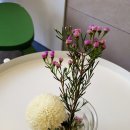 블루샥거제장평점