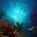 ​ 화려한 색감을 자랑하는 아름다운 산호초들 이미지
