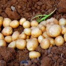 닭키우는 회장님 이미지