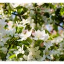 사과꽃 피는 저녁 이미지