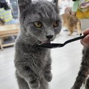 꽁냥꽁냥 | 서울 공릉 이색카페 데이트 꽁냥꽁냥 고양이카페 음료가 맛나던 곳 내돈내산 후기