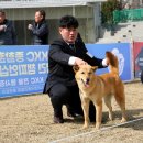 서울 애견협회 전람회 전국 진돗개 최우수견 선발대회. 유견암.수조 -2- 이미지