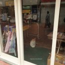 금은동약국 | [쏘로쏭 in 후쿠오카 Day3 : 개구리신사🐸, 뇨이린지]