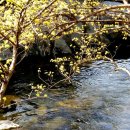 The 산수유 이미지