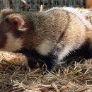 Pet's Tree 이미지