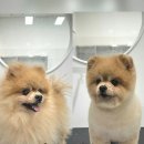몽글몽글애견유치원 | 시흥애견미용 장곡동애견미용실 포메라니안 가위컷 물개컷 완전강추