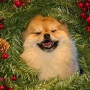 힙독 애견카페 이미지