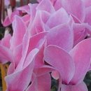 뷰티바이올렛 이미지