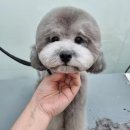 때빼고광나개