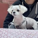 스킨앤이어동물병원 | [강력추천] 강아지 피부, 귀병 해답은 송파 &lt;스킨앤이어&gt; 동물병원 (내돈내산) 후기