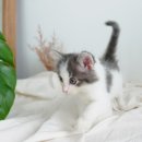 My Love Cat(마이러브캣) 네이버블로그