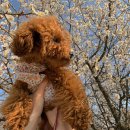 복슬강아지 이미지