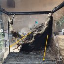 크레나 | VIVARIUM ONEDAY CLASS BY OINT REPTILE