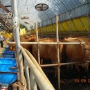 현암목장 이미지