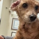 한양한방동물병원 이미지