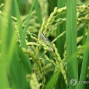 대풍축산 연합뉴스