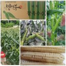 농업회사법인(주)반디 네이버블로그