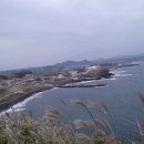 삼다도옥돔 이미지