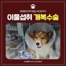 세종 (조은) 동물약. 병원 | 청주 이음동물병원 강아지 이물 제거 개복수술 후기
