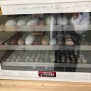 신기부화장 이미지