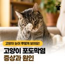 영주동물병원 - 광주시 파발로151번길 4-2 | 영주동물병원