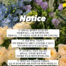 라즈벨로플라워