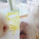 둥실둥실 이미지