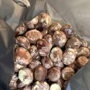 코리아세븐 공주신관점 | 🚗ㅣ2026 겨울 공주 군밤축제ㅣ주차, 날씨, 즐길거리 등