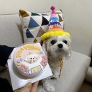 봄이까까 이미지