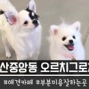 오르치그로치 이미지