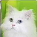 복실이와나비