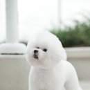 프리제(frise) 이미지