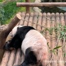 유웅슈퍼 이미지